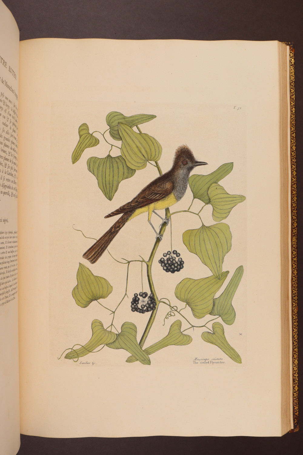 Plate 52